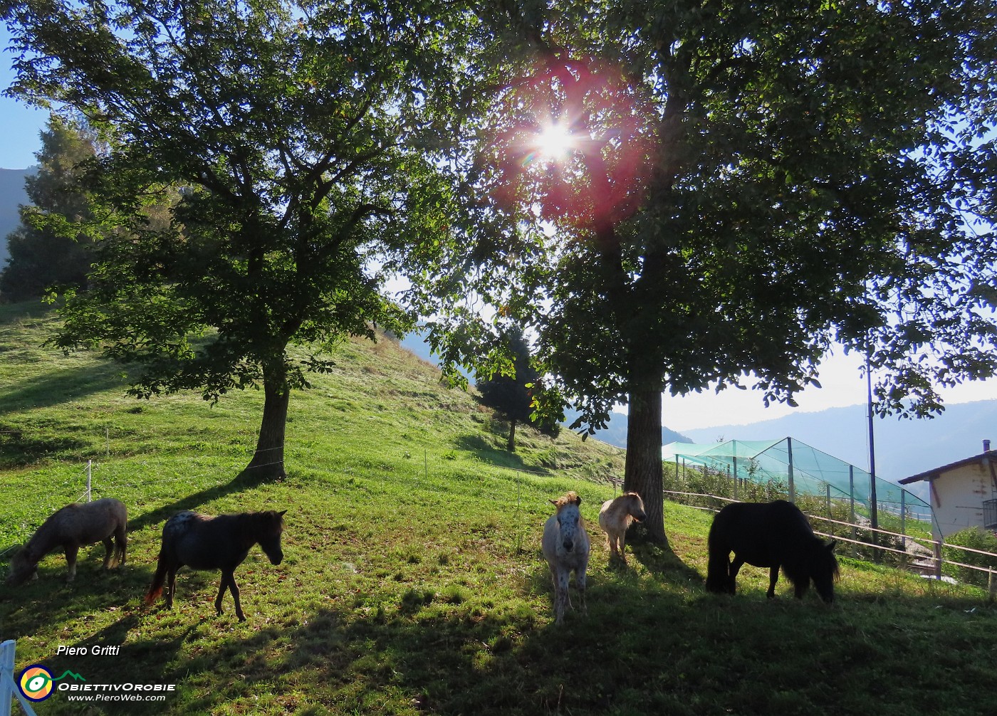 12 Forcella di Spettino (1073 m)  - Bei cavallini al pascolo in ombra.JPG